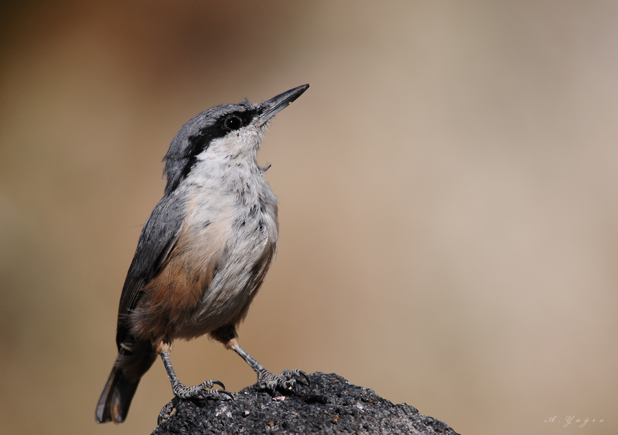 Western Rock Nuthatch
