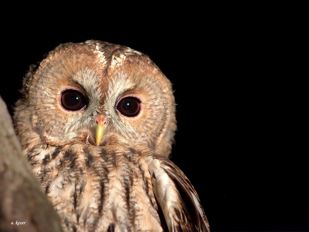 Tawny Owl