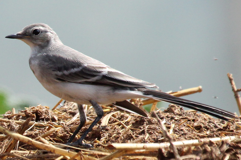 White Wagtail