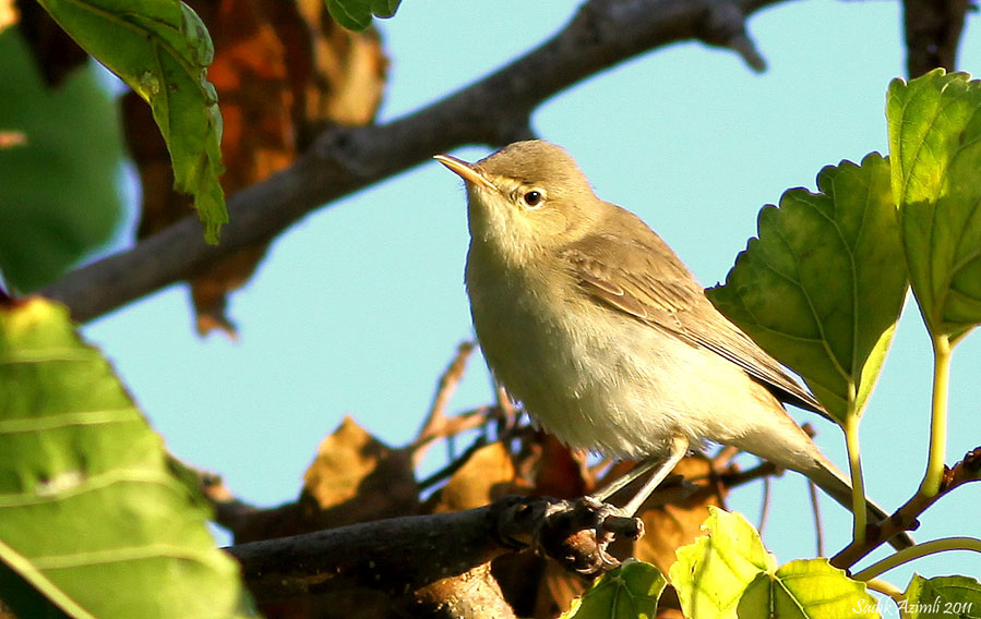 Icterine Warbler
