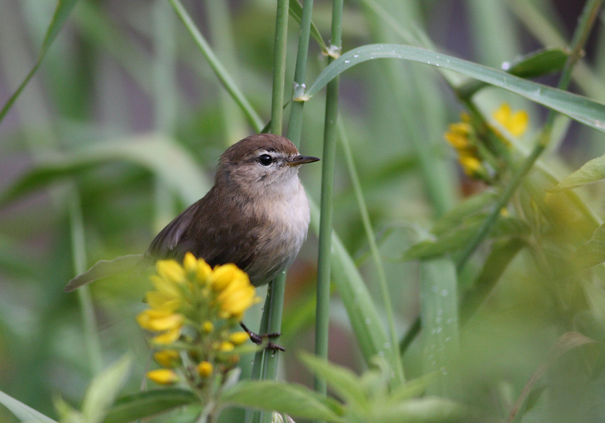 Mountain Chiffchaff