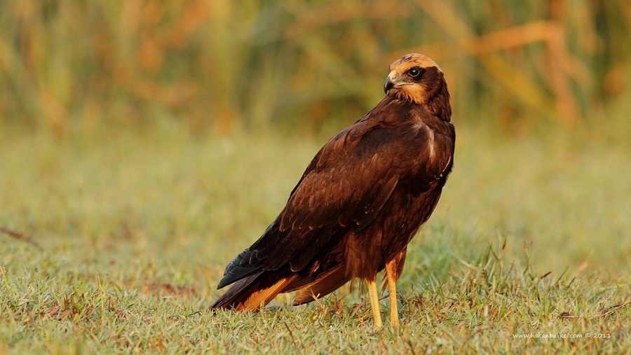 Western Marsh Harrier