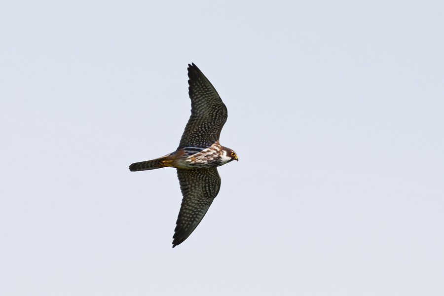 Eurasian Hobby
