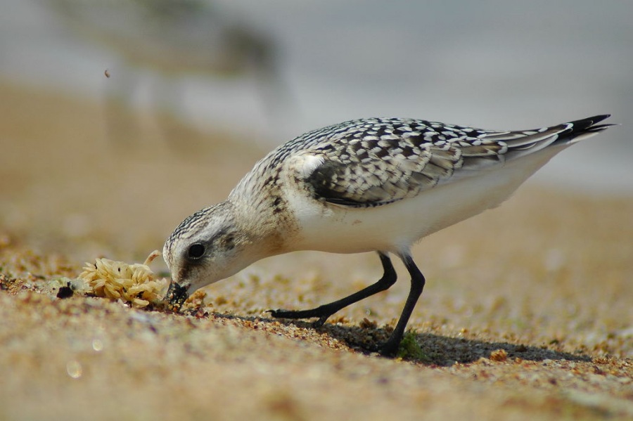Sanderling