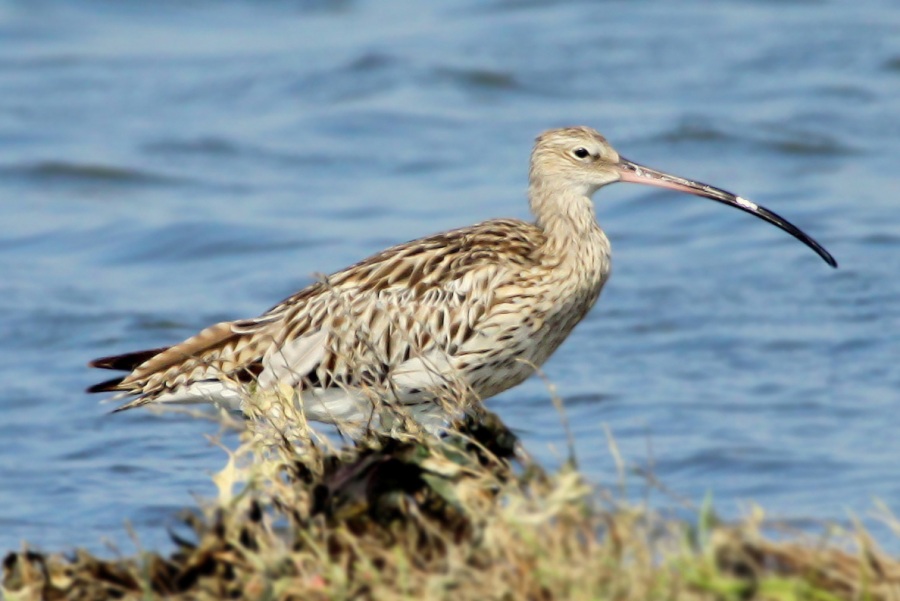 Eurasian Curlew