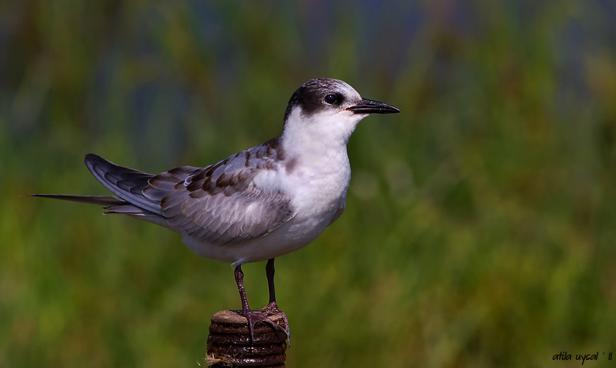 Whiskered Tern