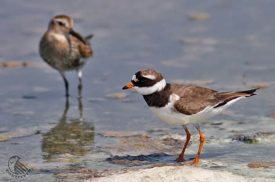 Common Ringed Plover