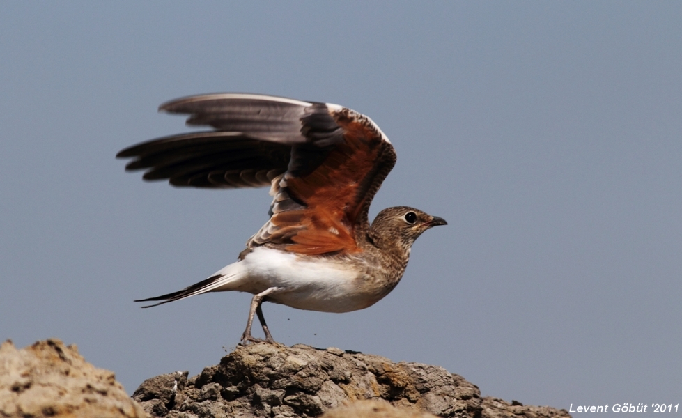 Collared Pratincole