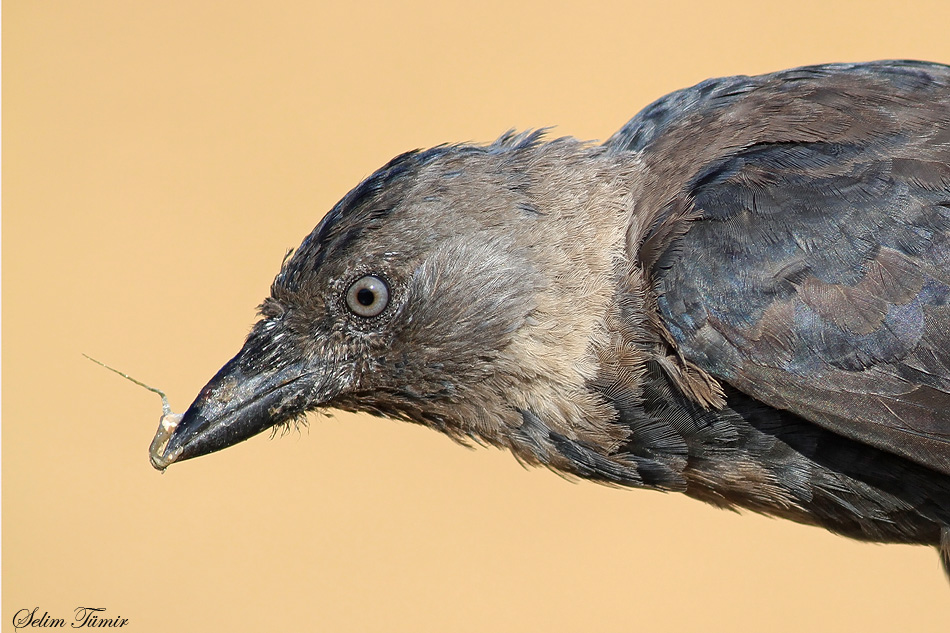 Western Jackdaw