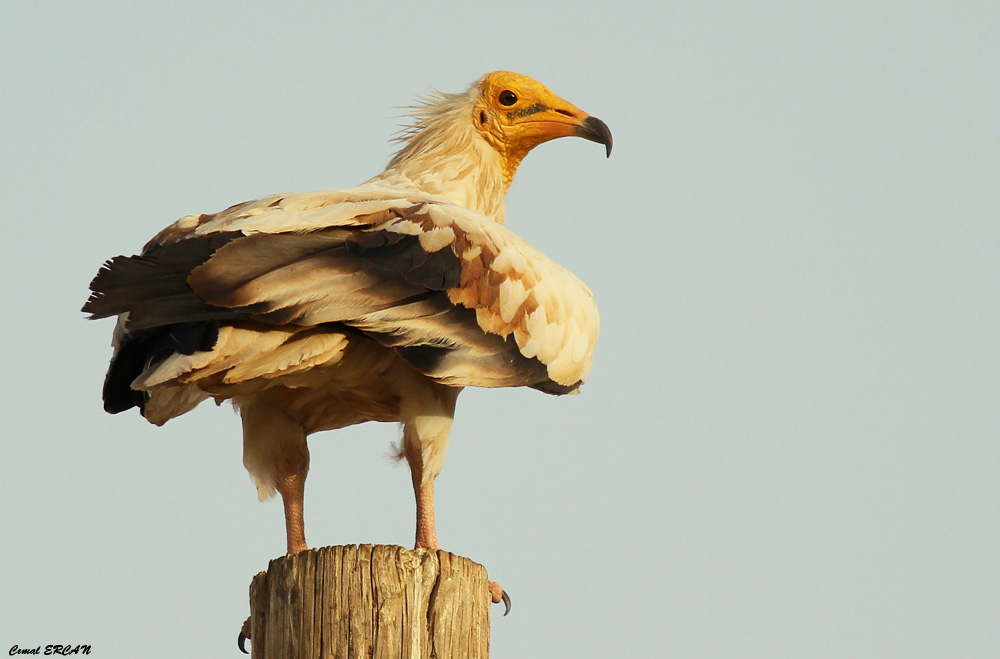 Egyptian Vulture