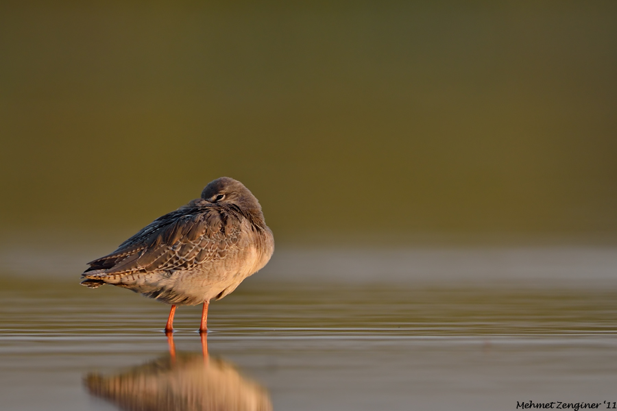 Spotted Redshank