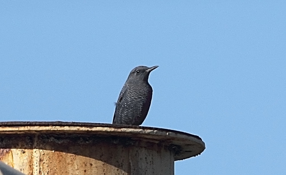 Blue Rock Thrush