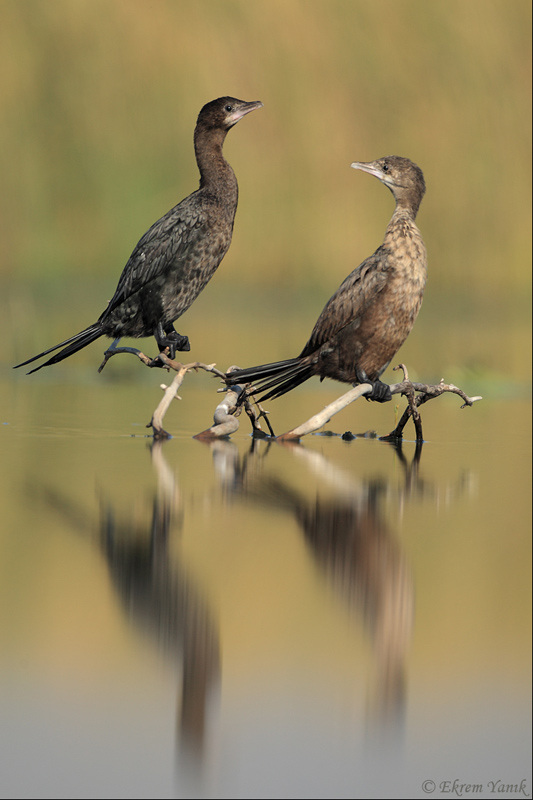 Pygmy Cormorant