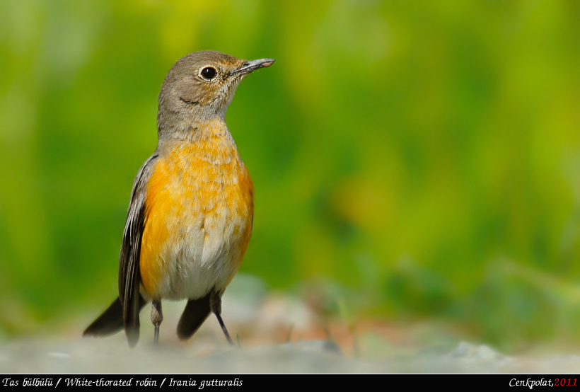 White-throated Robin