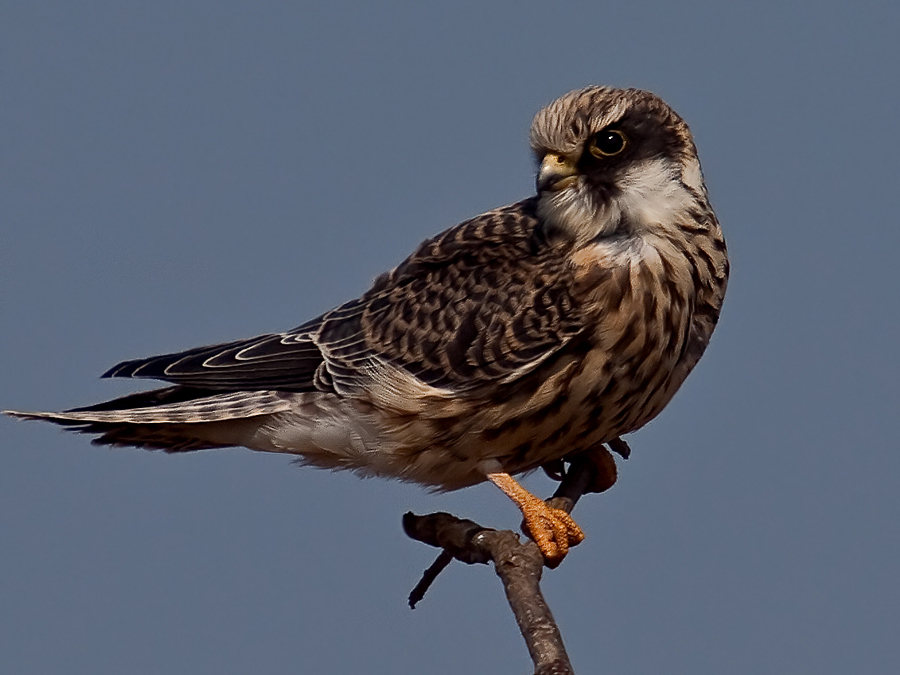 Red-footed Falcon