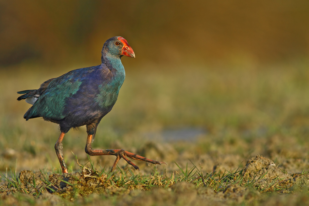 Grey-headed Swamphen