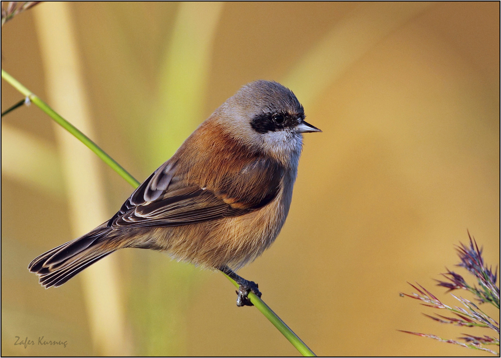 Eurasian Penduline Tit