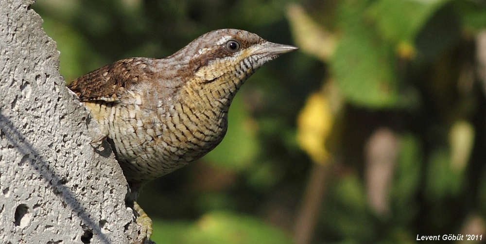 Eurasian Wryneck