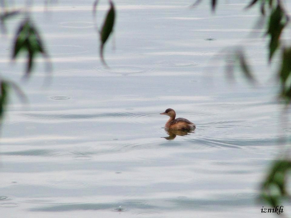 Little Grebe