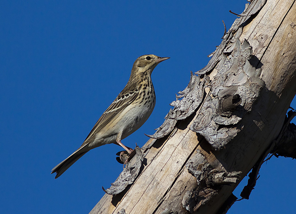 Tree Pipit