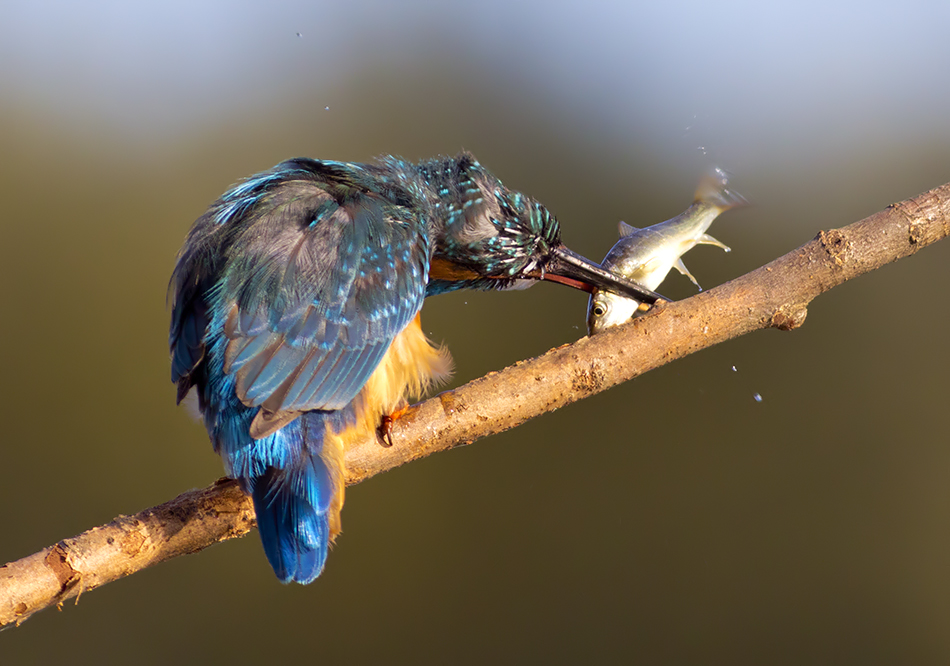 Common Kingfisher