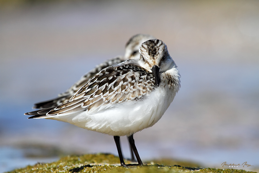 Sanderling
