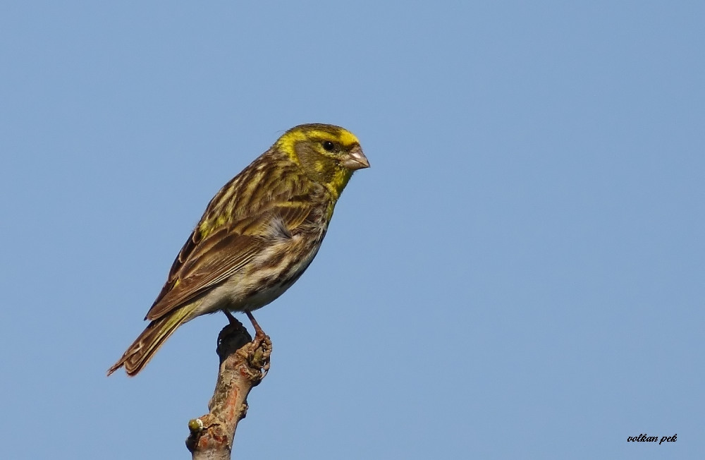 European Serin