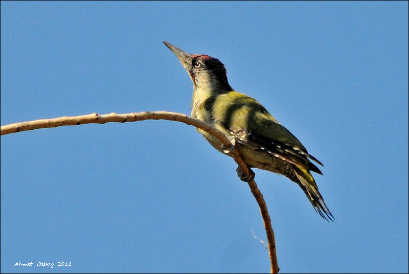 European Green Woodpecker
