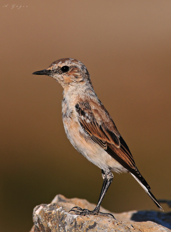 Northern Wheatear