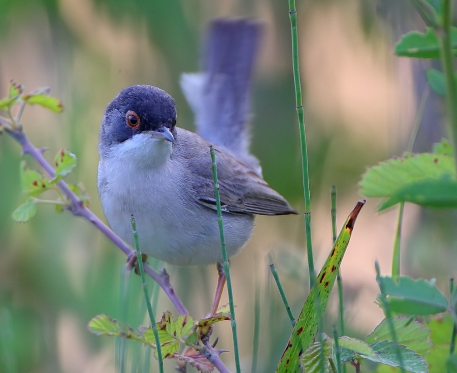 Menetries`s Warbler