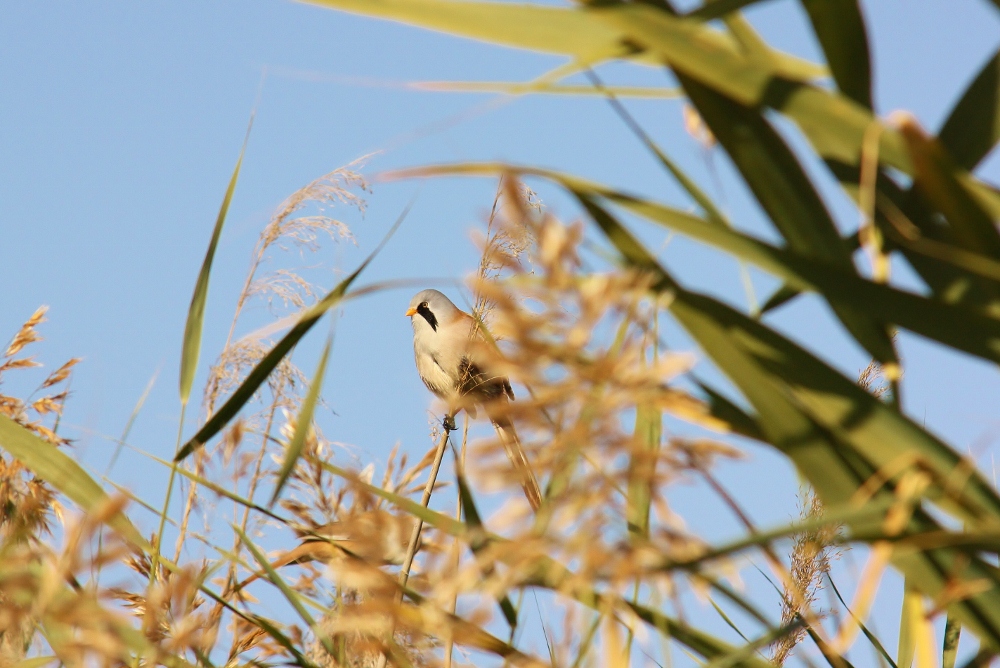 Bearded Reedling
