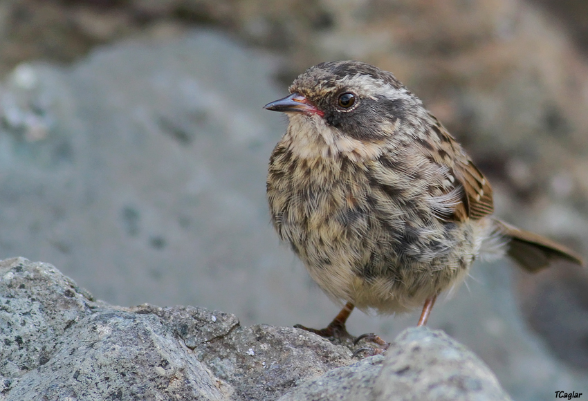 Radde`s Accentor