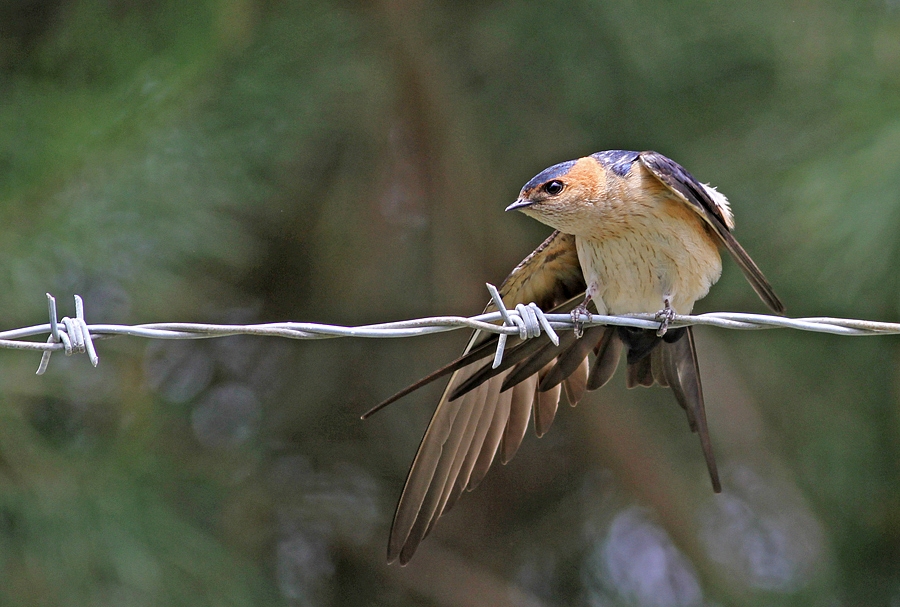 European Red-rumped Swallow