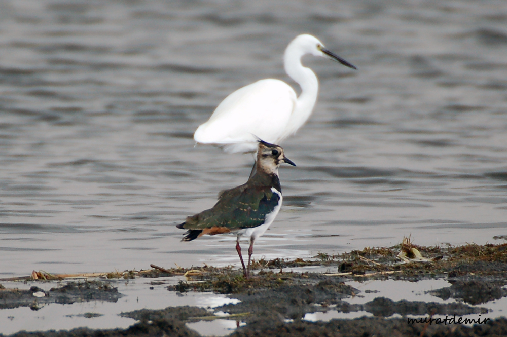 Northern Lapwing