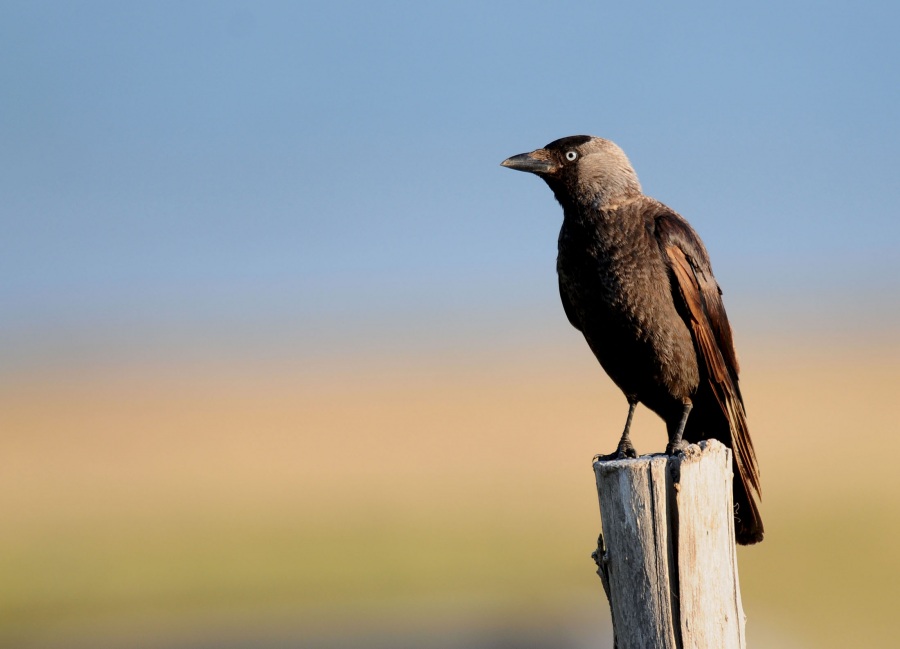 Western Jackdaw