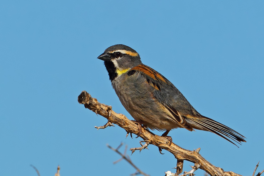 Dead Sea Sparrow