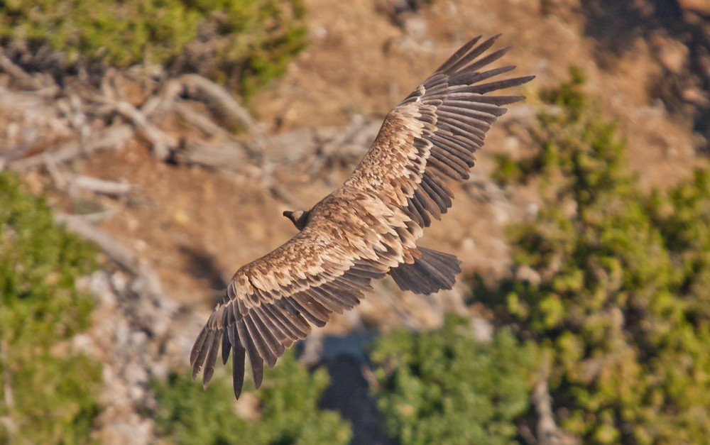 Griffon Vulture