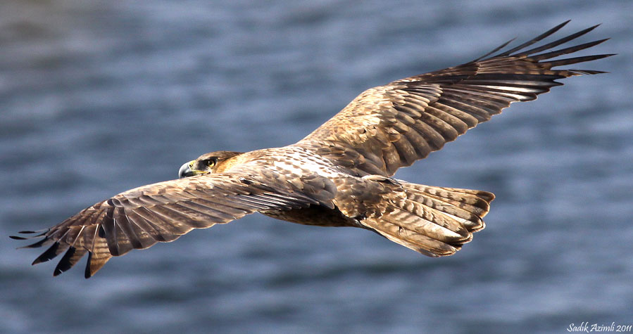 Bonelli`s Eagle