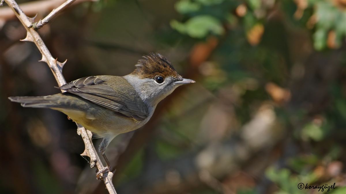 Eurasian Blackcap