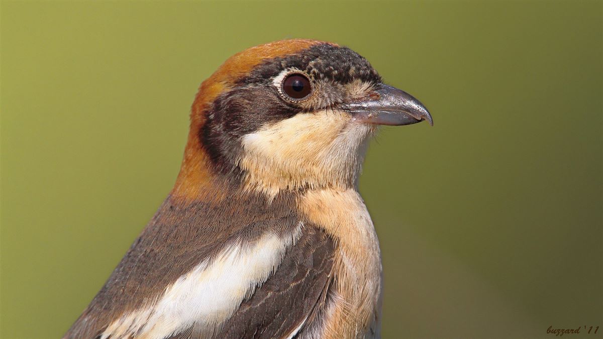 Woodchat Shrike