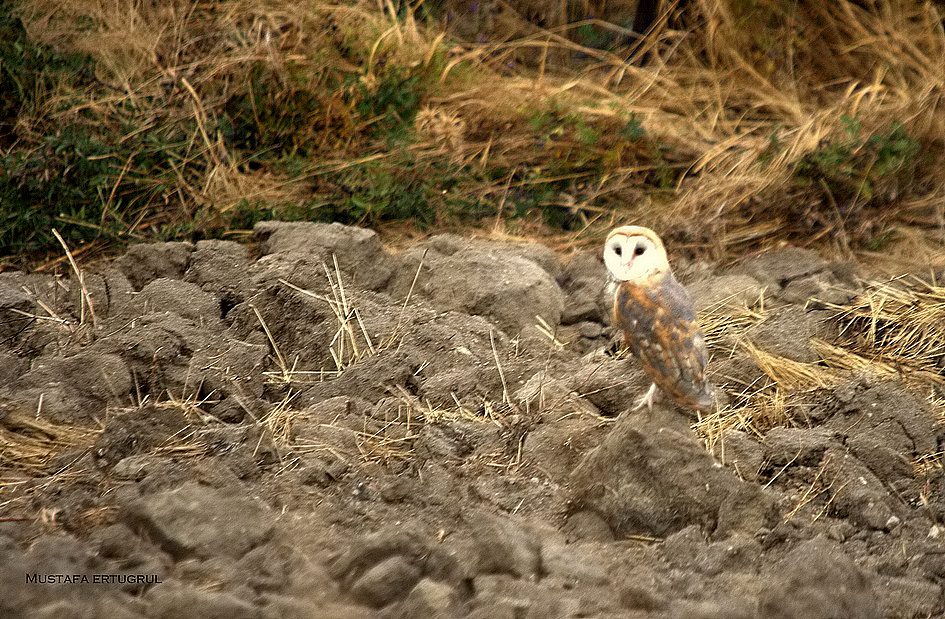 Western Barn Owl