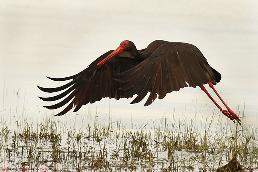 Black Stork