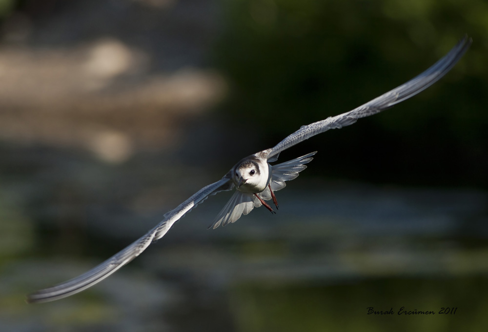 Whiskered Tern