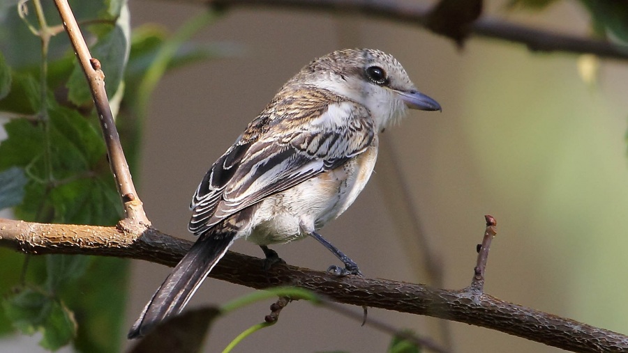 Masked Shrike