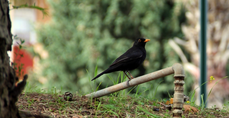 Common Blackbird