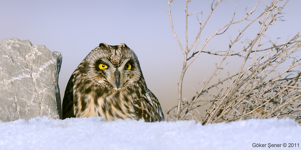 Short-eared Owl