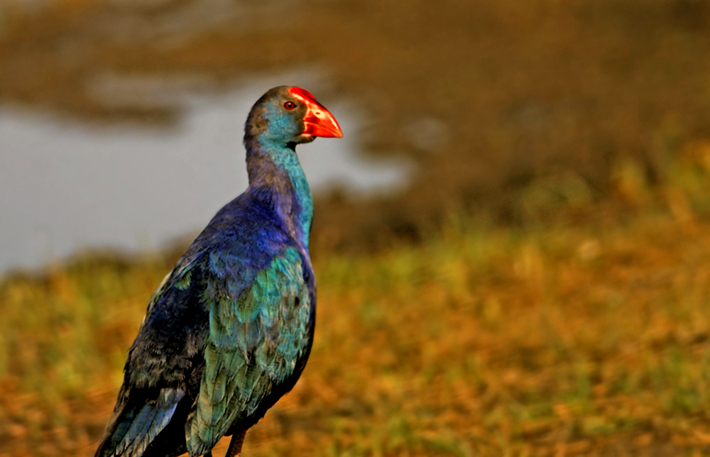 Grey-headed Swamphen