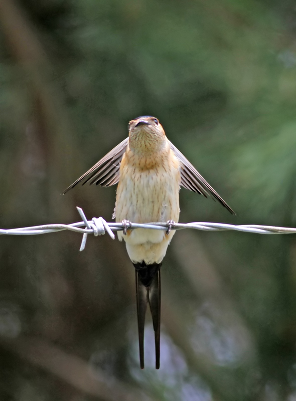 European Red-rumped Swallow