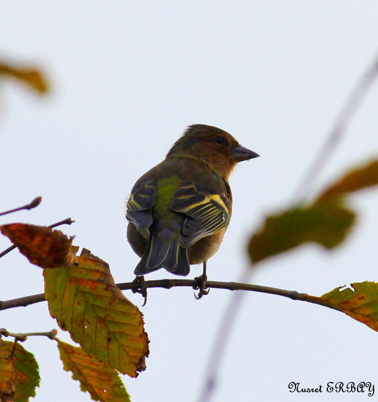 Eurasian Chaffinch