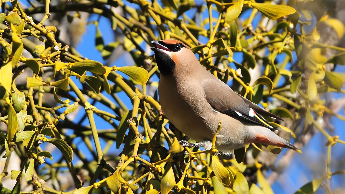 Bohemian Waxwing